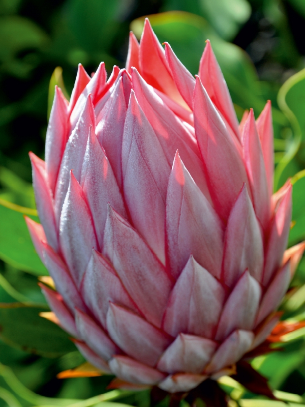 Protea, Maui