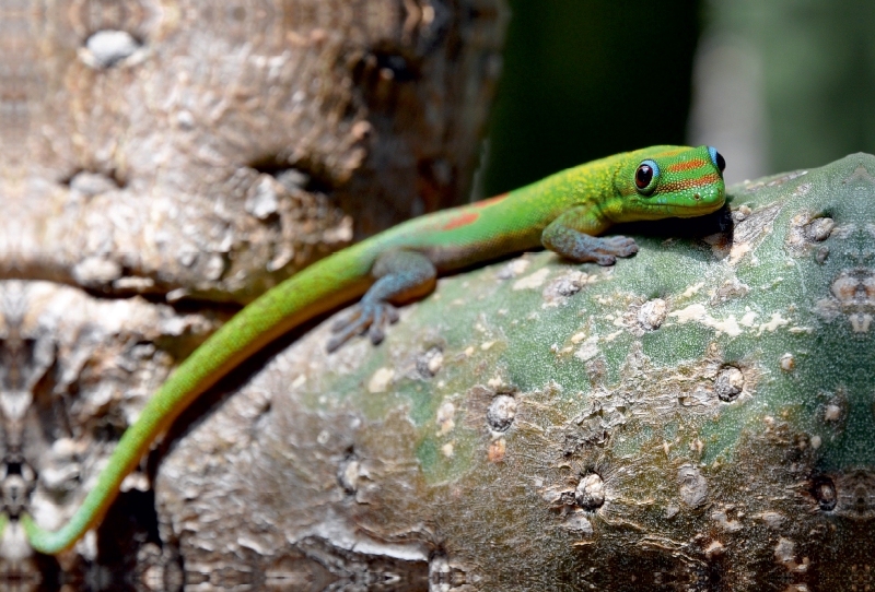 Goldstaubgecko, Big Island, Hawaii