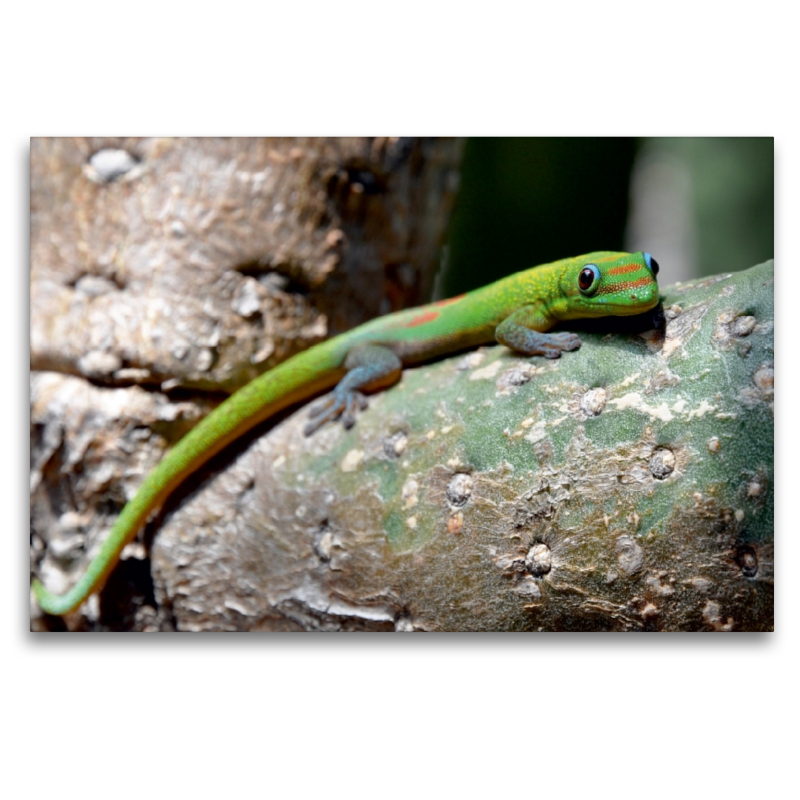 Goldstaubgecko, Big Island, Hawaii