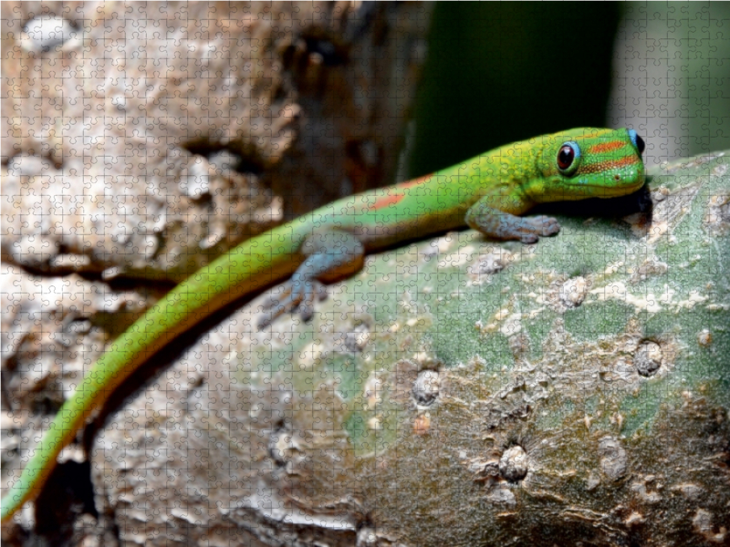 Goldstaubgecko, Big Island, Hawaii