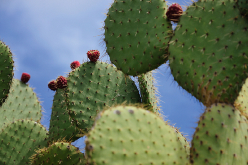 Opuntia Leucotricha, Mexico