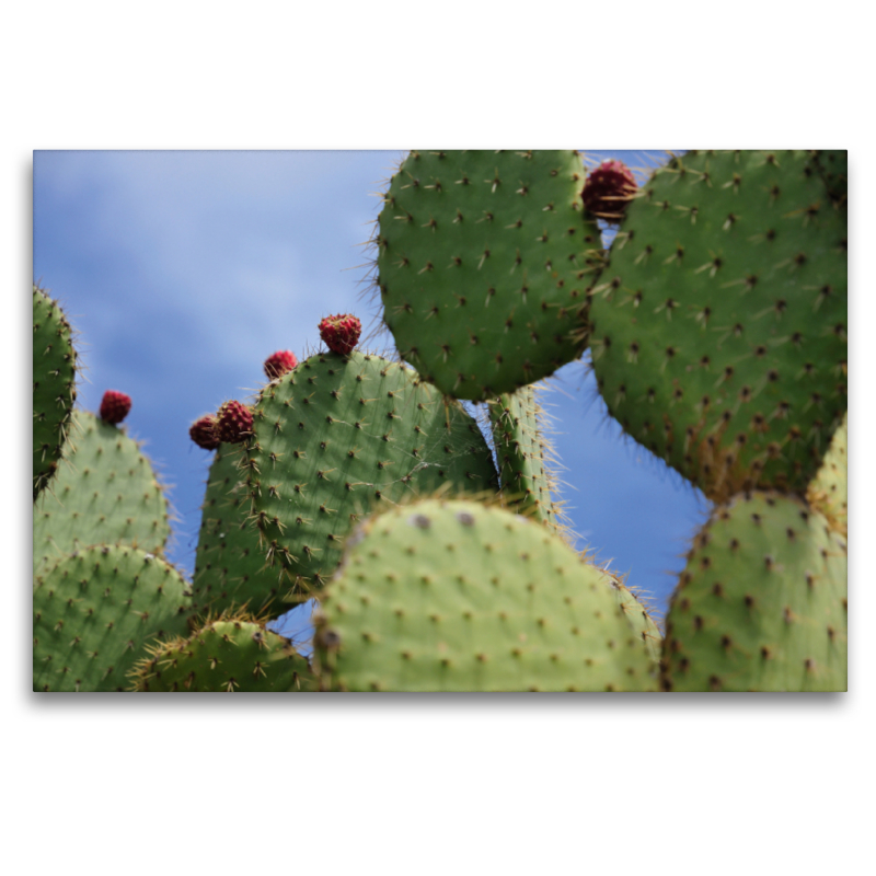 Opuntia Leucotricha, Mexico