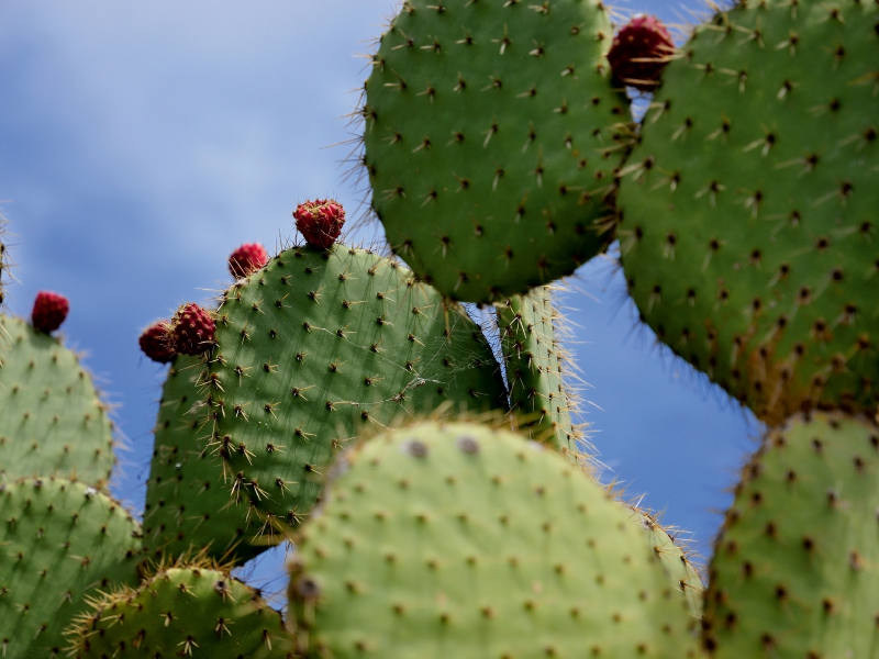 Opuntia Leucotricha, Mexico