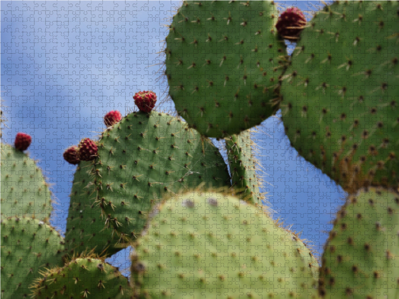 Opuntia Leucotricha, Mexico