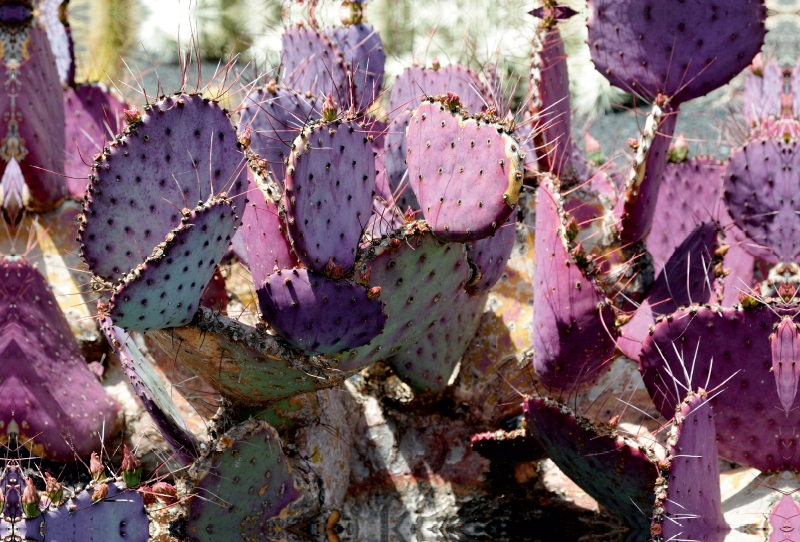 Opuntia Macrocentra, Mexico