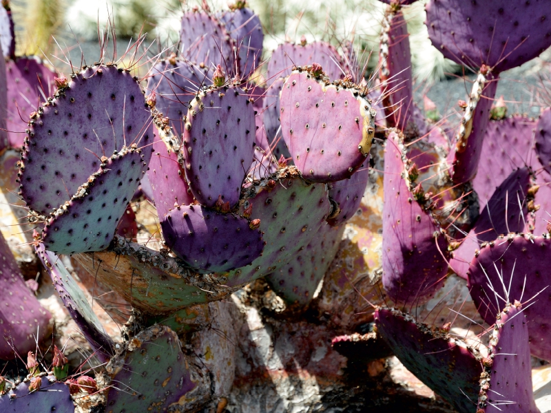 Opuntia Macrocentra, Mexico