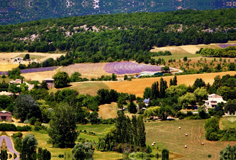 Blick über die Lavendelfelder