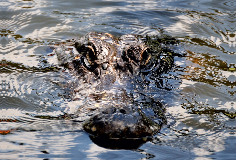 Alligator