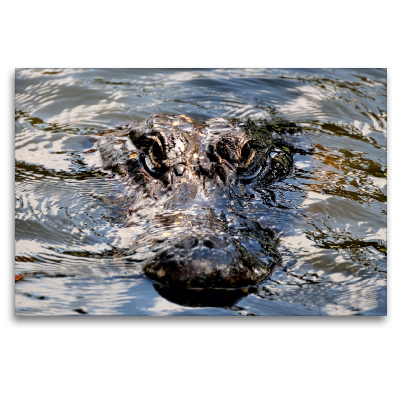 Alligator