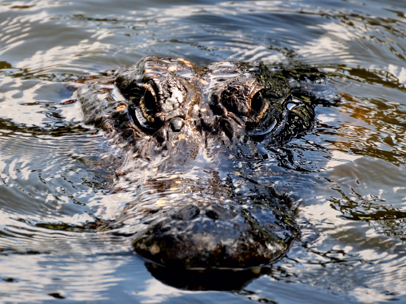 Alligator