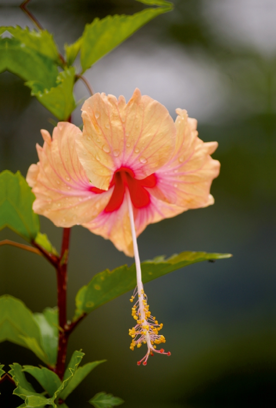 Ein Motiv aus dem Kalender Zarte Schönheiten - Herrliche Hibiskusblüten