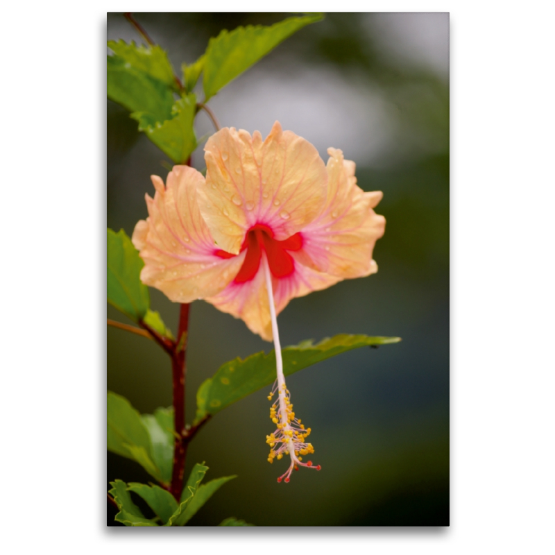 Ein Motiv aus dem Kalender Zarte Schönheiten - Herrliche Hibiskusblüten