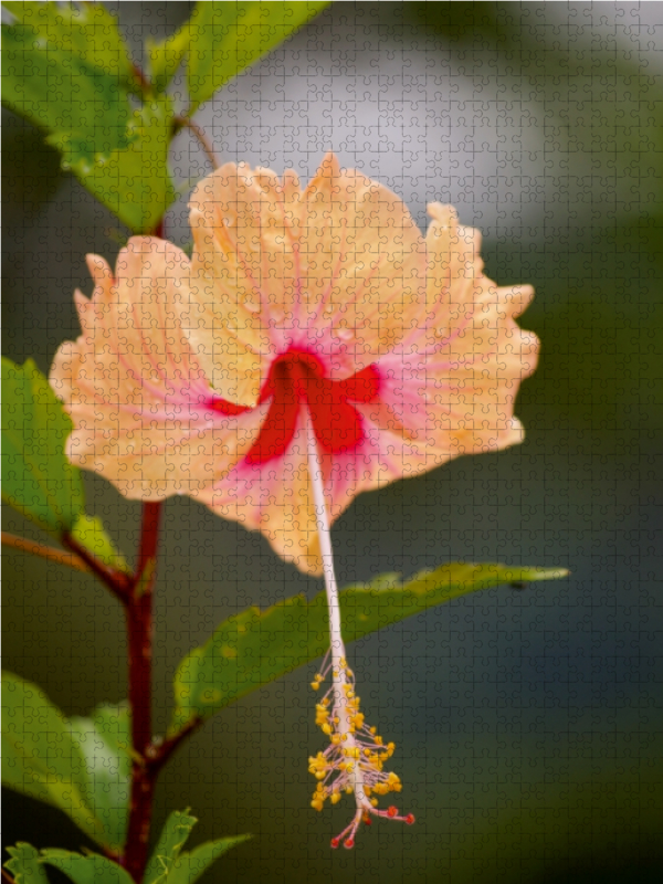 Ein Motiv aus dem Kalender Zarte Schönheiten - Herrliche Hibiskusblüten