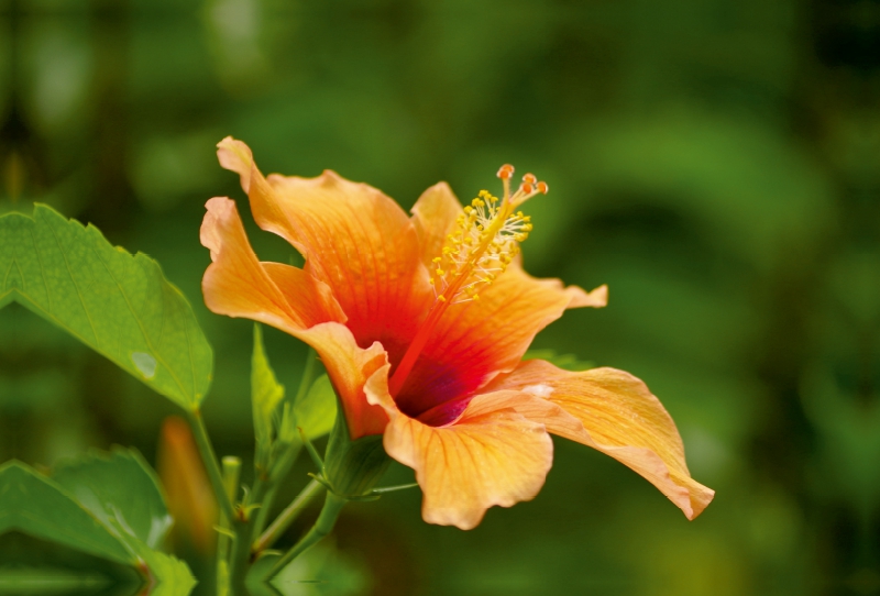 Ein Motiv aus dem Kalender Zarte Schönheiten - Feine Hibiskusblüten