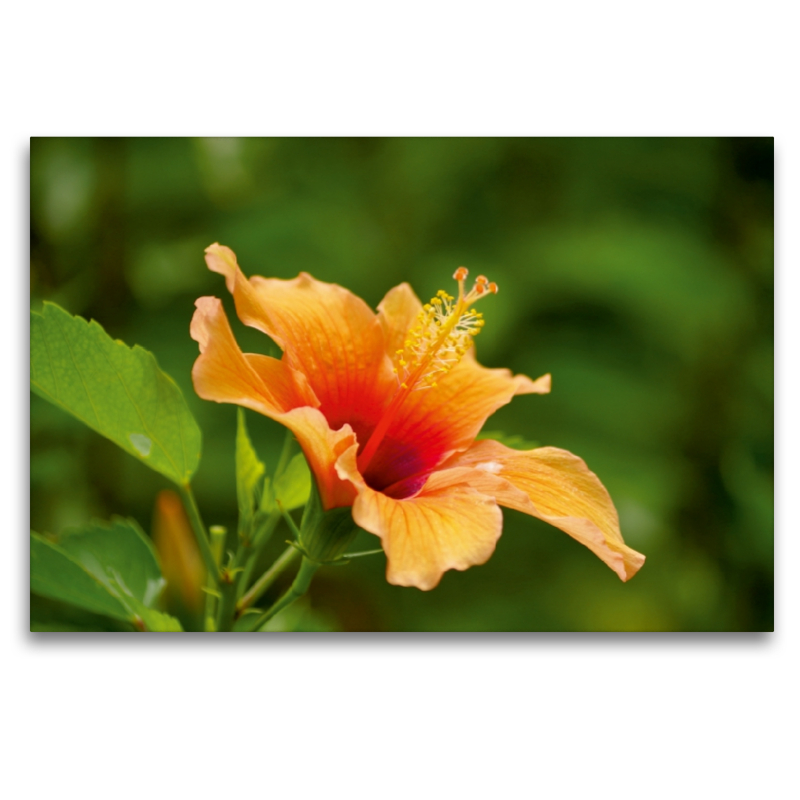 Ein Motiv aus dem Kalender Zarte Schönheiten - Feine Hibiskusblüten