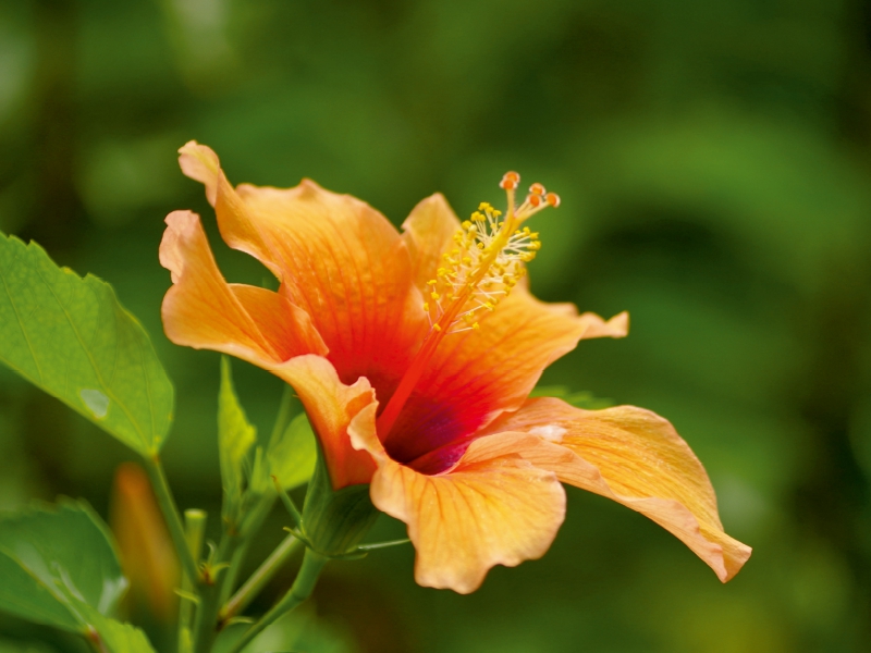 Ein Motiv aus dem Kalender Zarte Schönheiten - Feine Hibiskusblüten