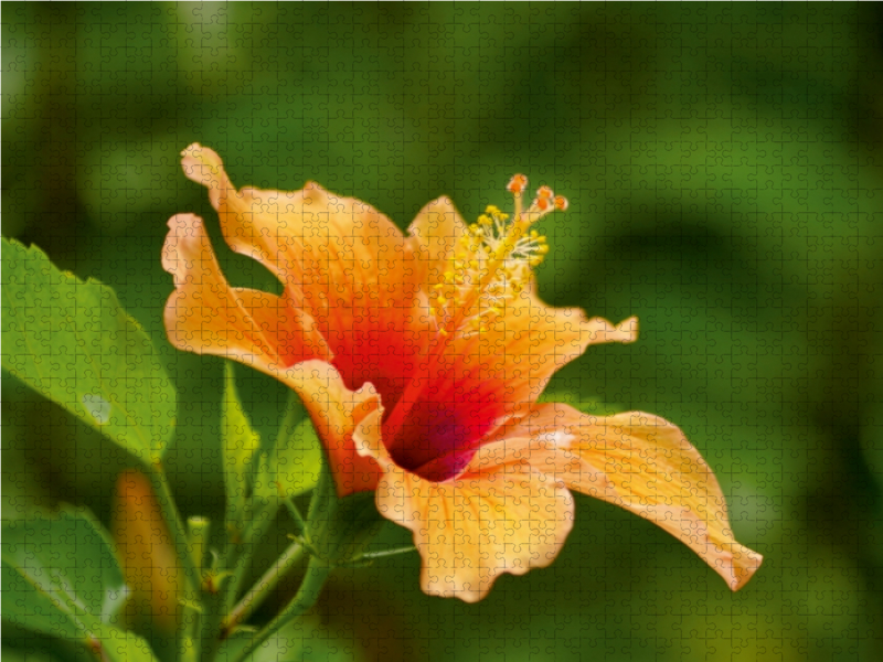 Ein Motiv aus dem Kalender Zarte Schönheiten - Feine Hibiskusblüten