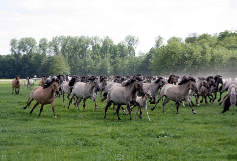 Dülmener Wildpferde