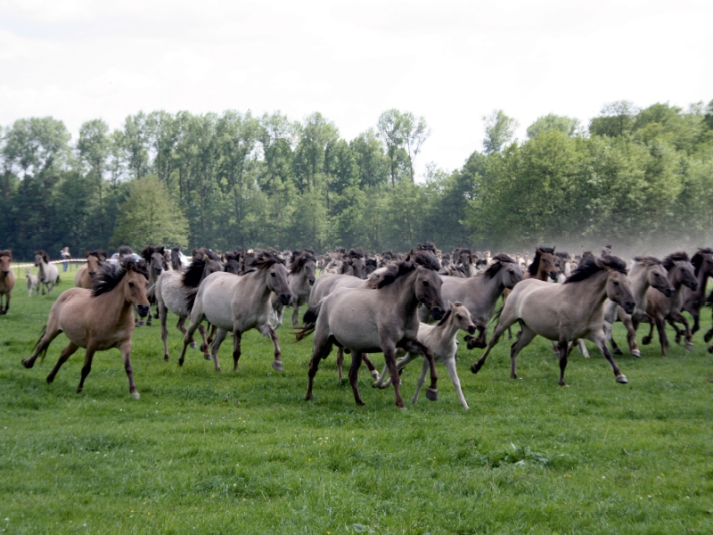 Dülmener Wildpferde