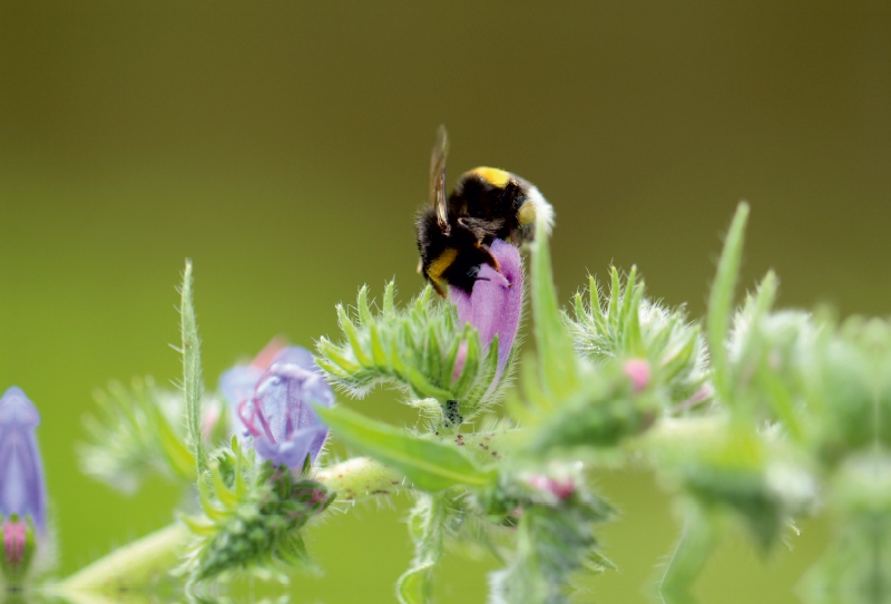 Fleißiges Bienchen in der Natur