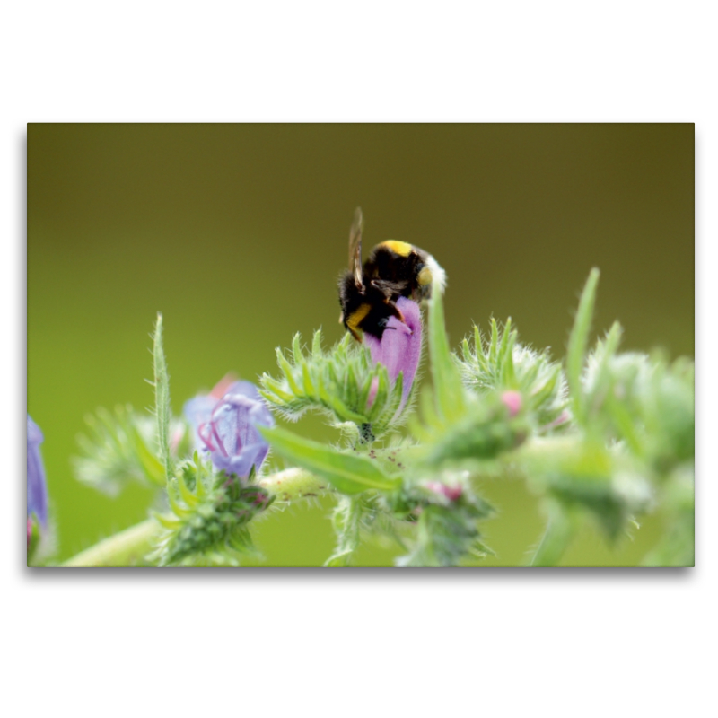 Fleißiges Bienchen in der Natur