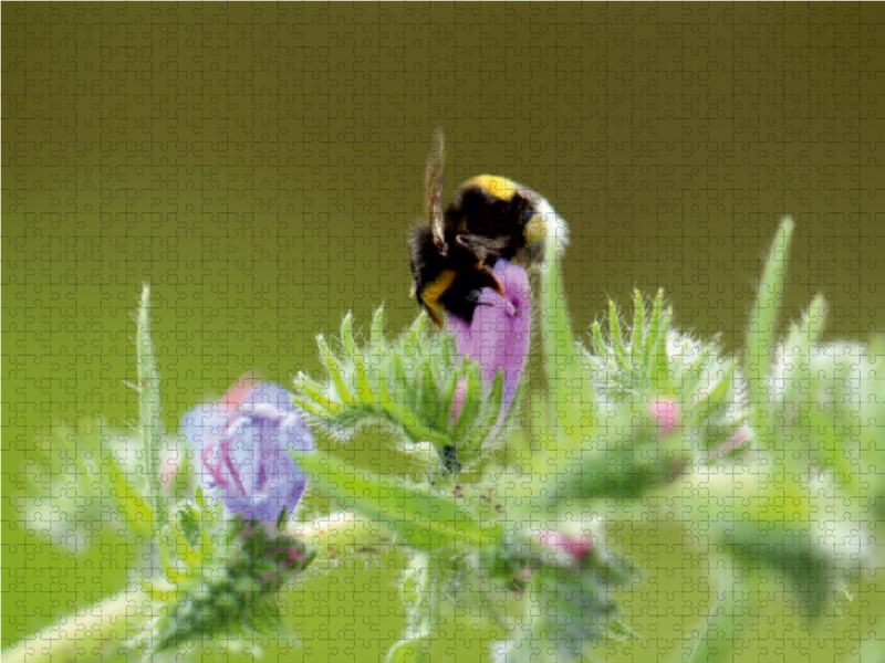 Fleißiges Bienchen in der Natur