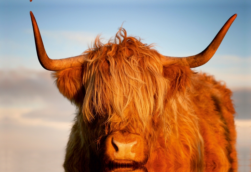 Schottisches Hochland Rind, Highland Cattle