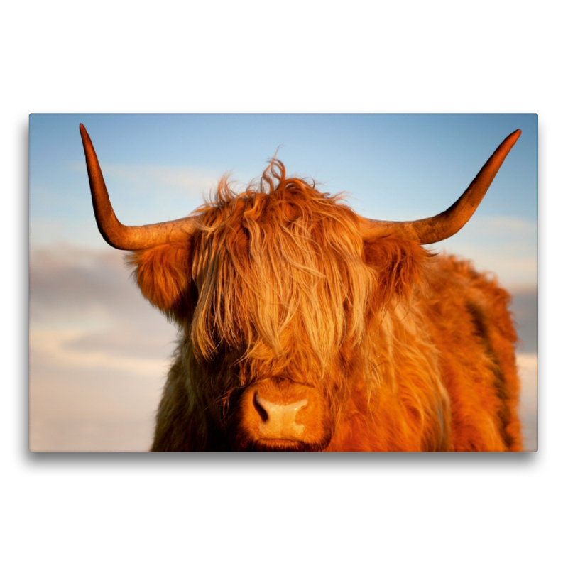 Schottisches Hochland Rind, Highland Cattle