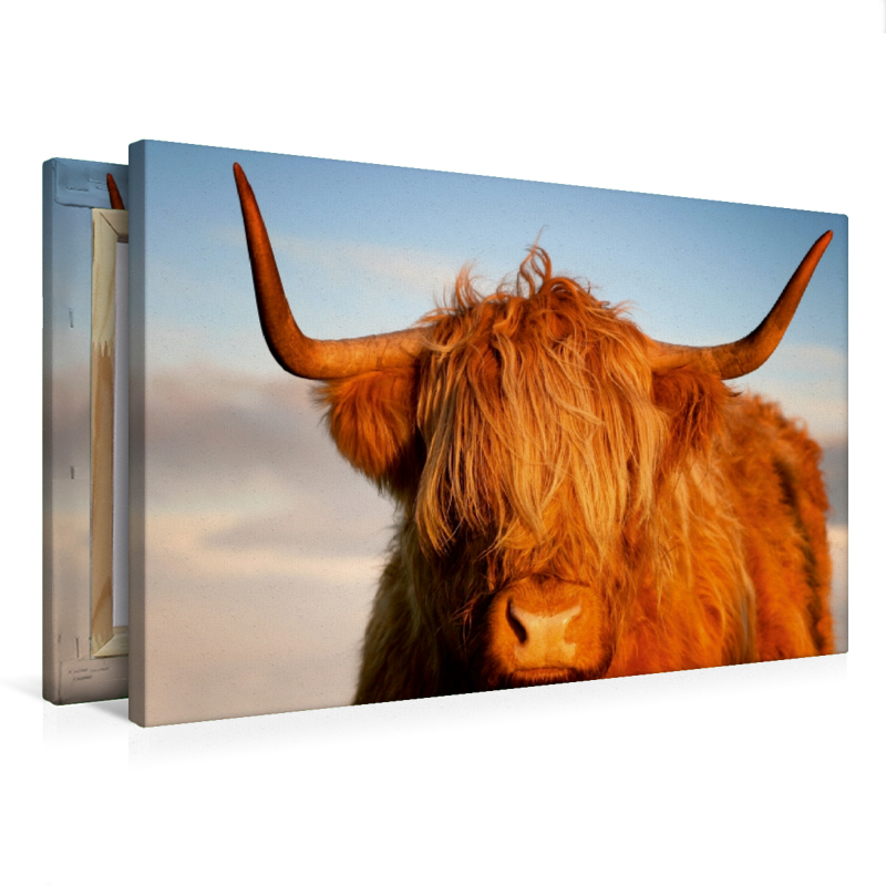 Schottisches Hochland Rind, Highland Cattle