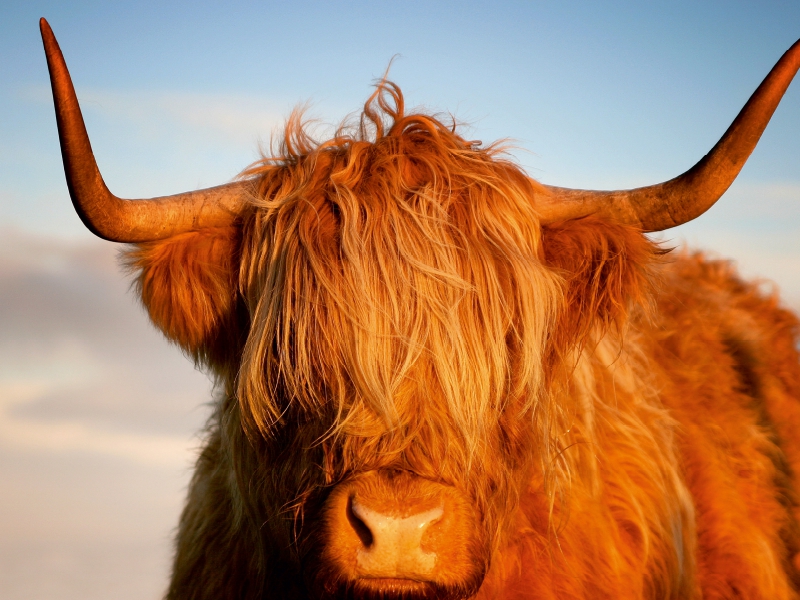 Schottisches Hochland Rind, Highland Cattle