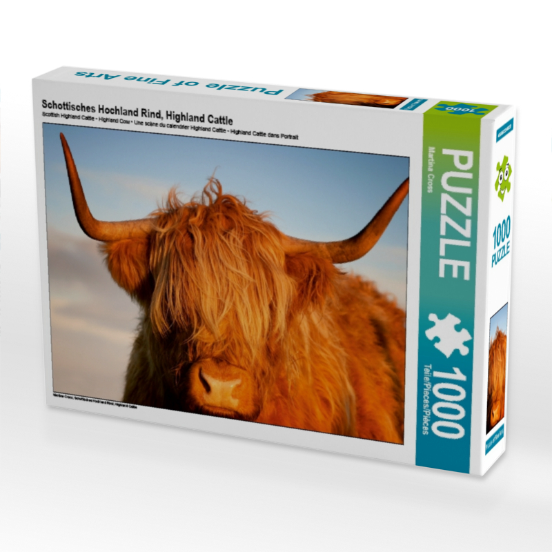 Schottisches Hochland Rind, Highland Cattle