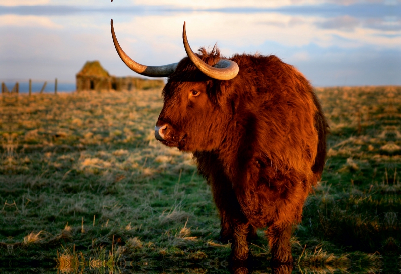 Schottisches Hochland Rind - Highland Cattle in Caithness