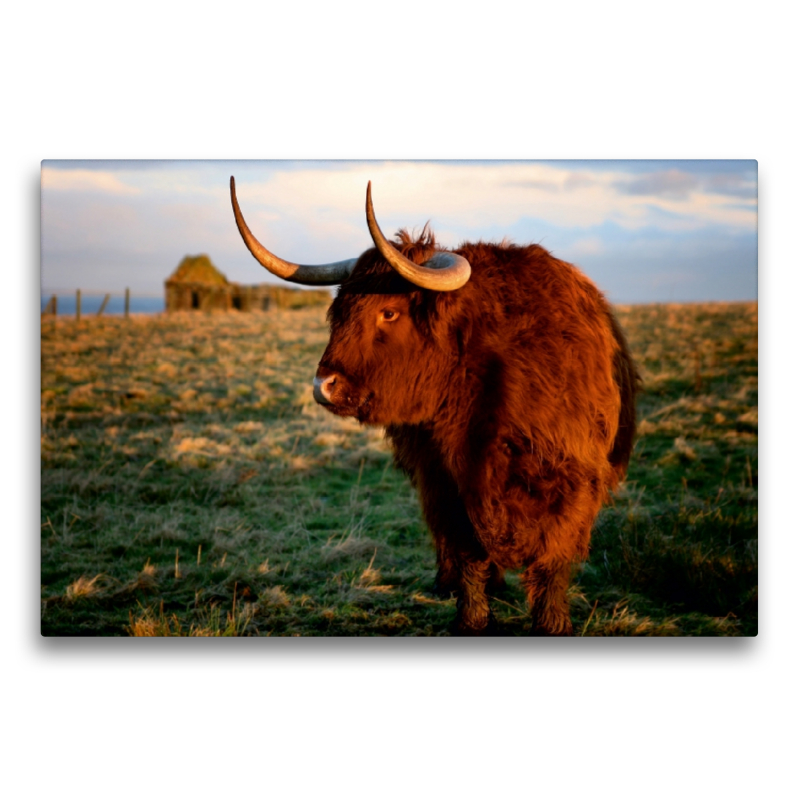 Schottisches Hochland Rind - Highland Cattle in Caithness