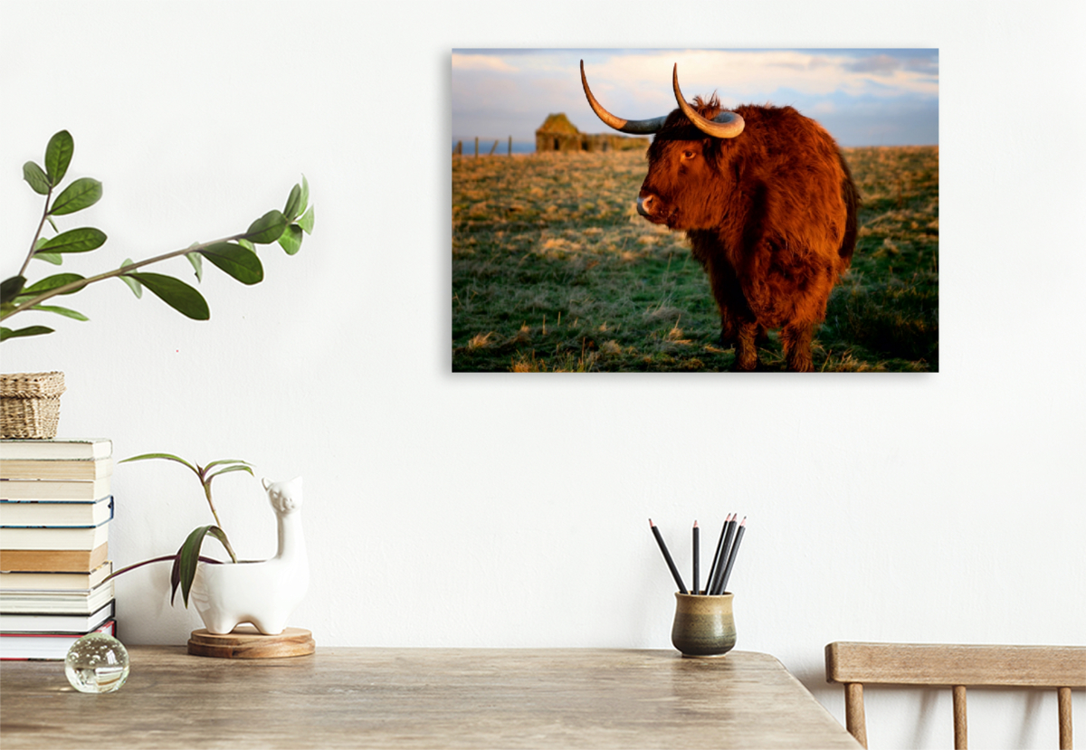 Schottisches Hochland Rind - Highland Cattle in Caithness