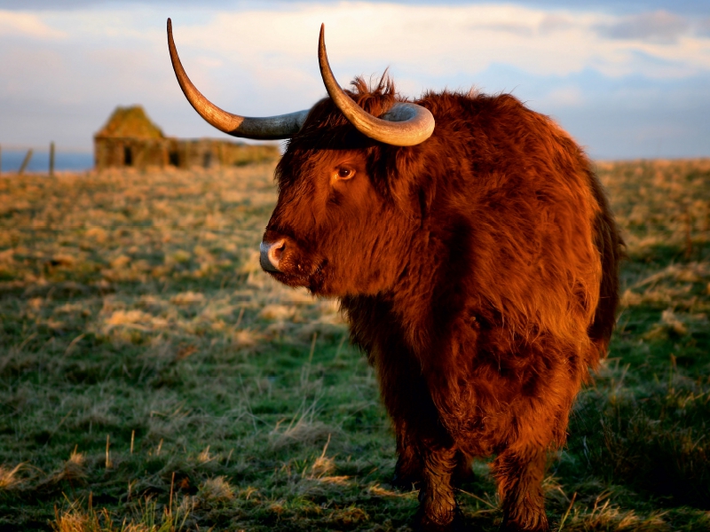 Schottisches Hochland Rind - Highland Cattle in Caithness