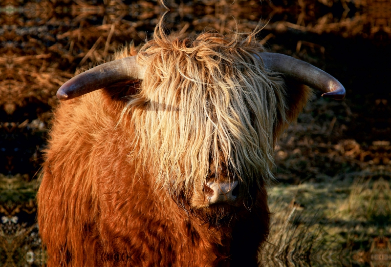 Schottisches Hochland Rind - Highland Cattle