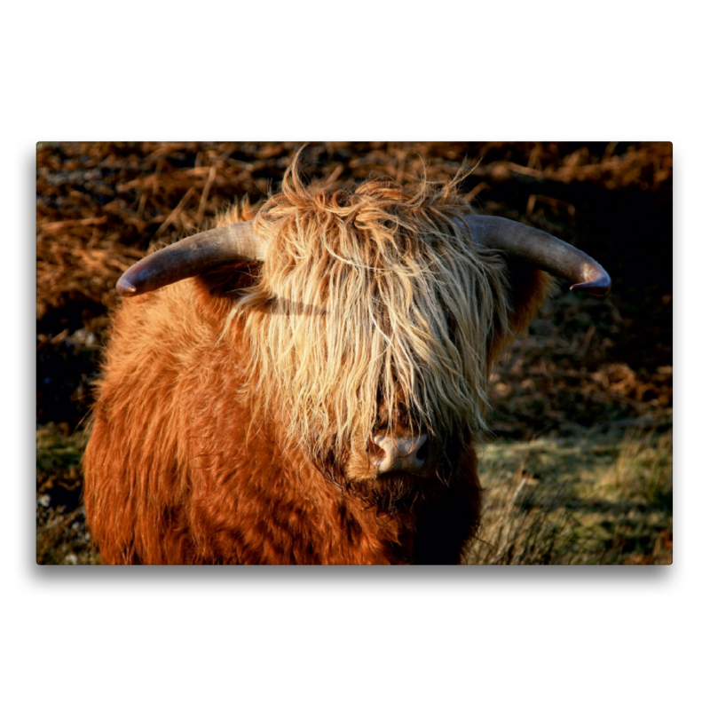 Schottisches Hochland Rind - Highland Cattle