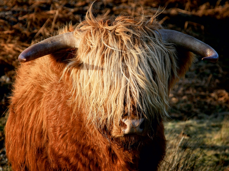 Schottisches Hochland Rind - Highland Cattle