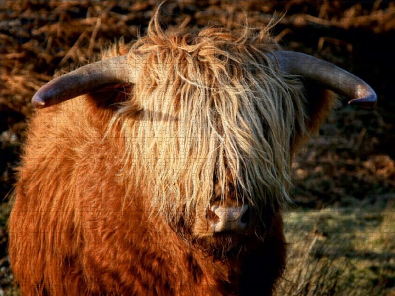 Schottisches Hochland Rind - Highland Cattle