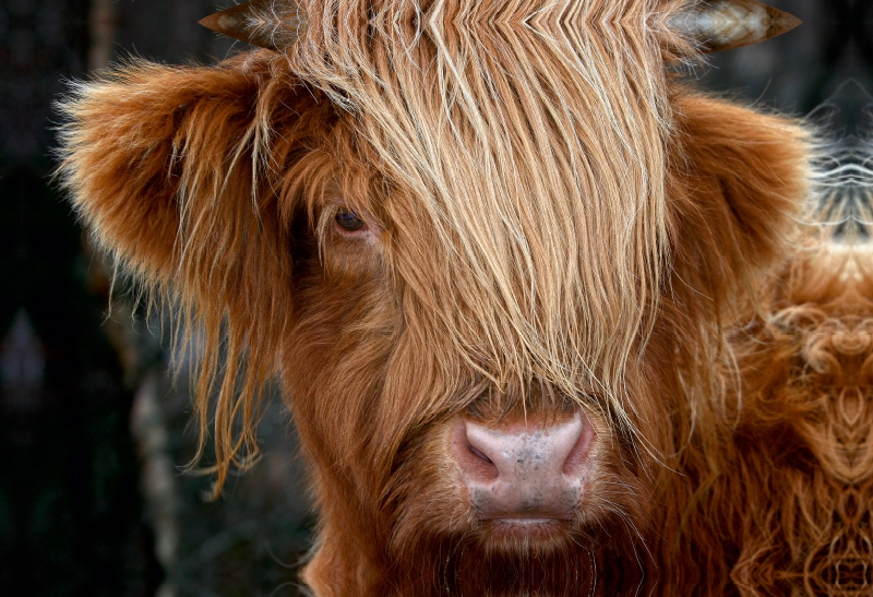 Schottisches Hochland Rind, Highland Cattle