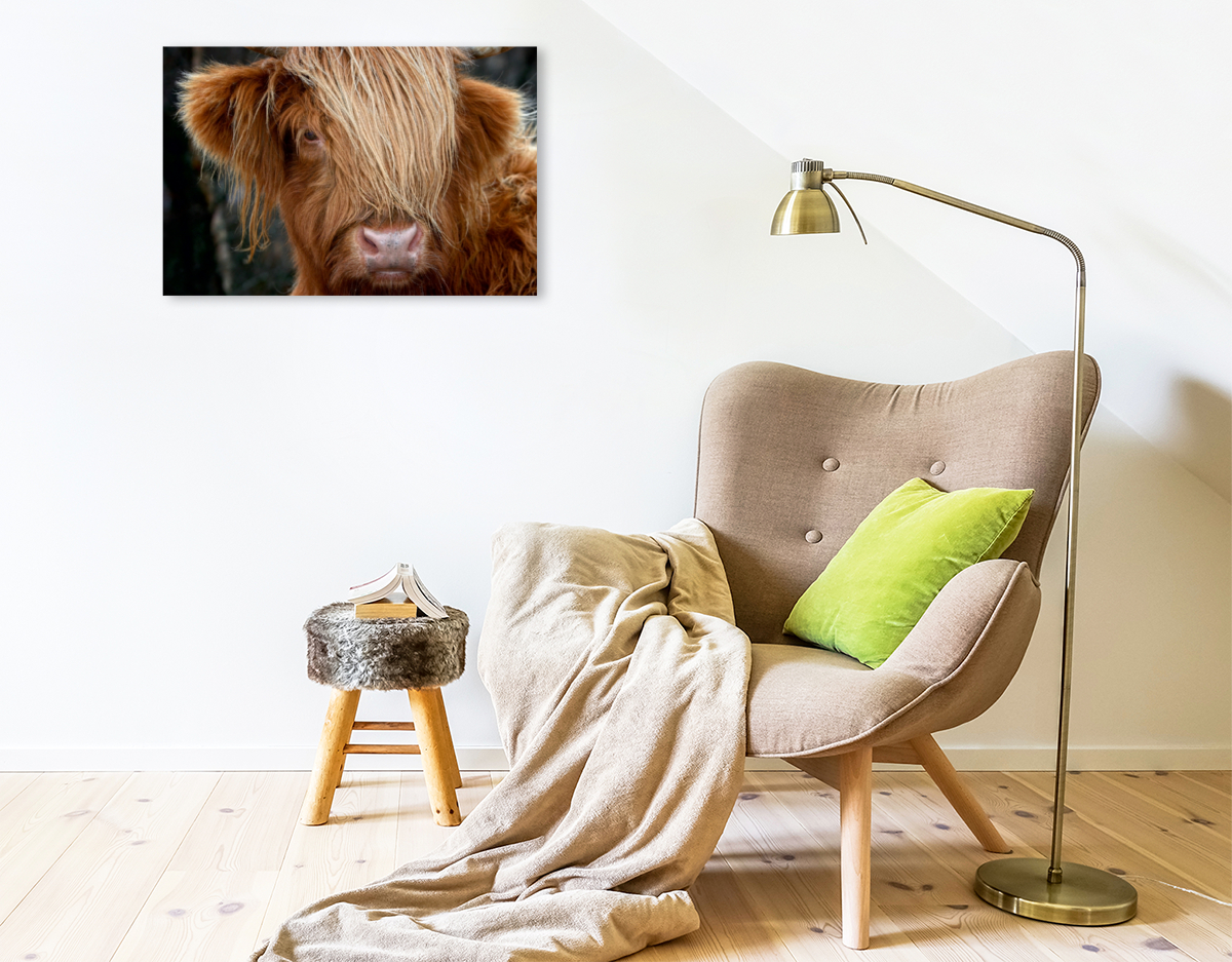 Schottisches Hochland Rind, Highland Cattle