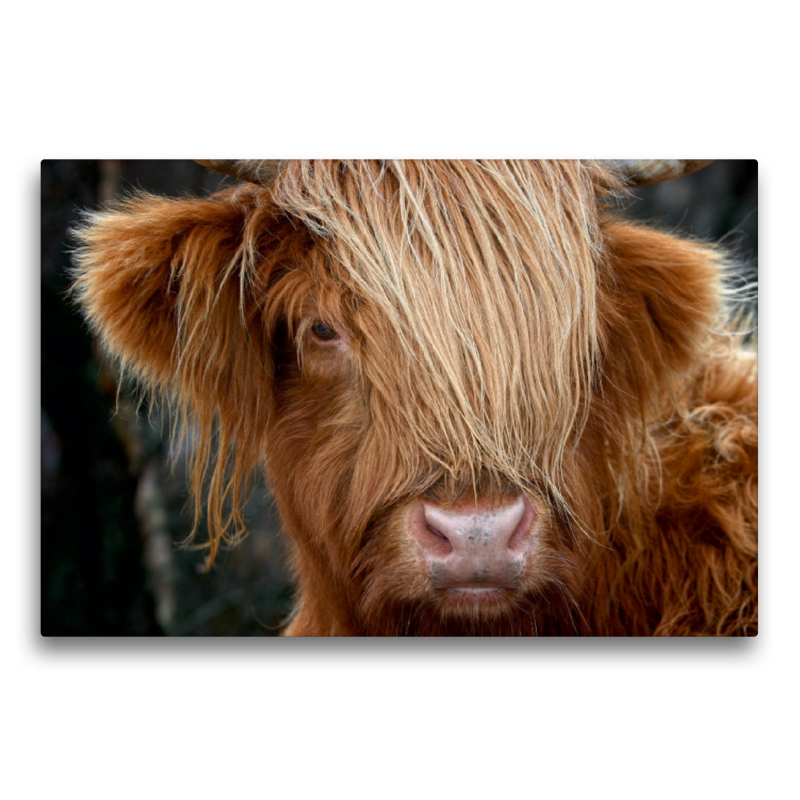 Schottisches Hochland Rind, Highland Cattle