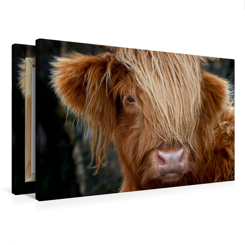 Schottisches Hochland Rind, Highland Cattle