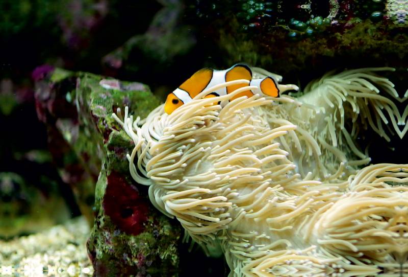 Anemonenfisch, Clownfisch (Amphiprion)