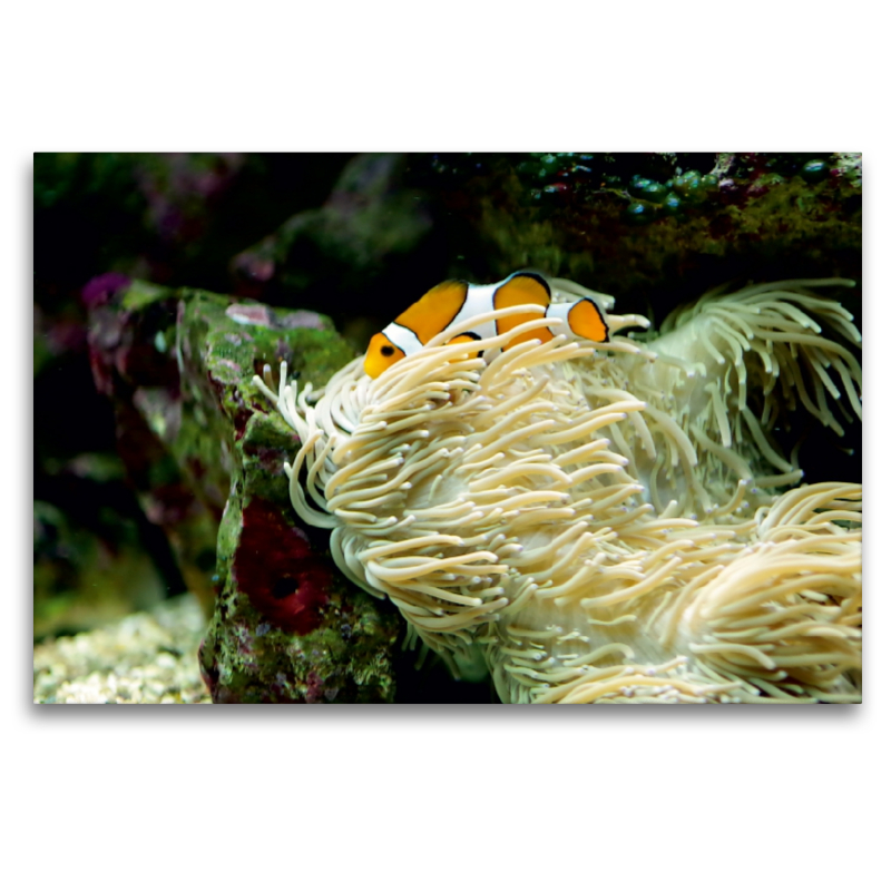 Anemonenfisch, Clownfisch (Amphiprion)