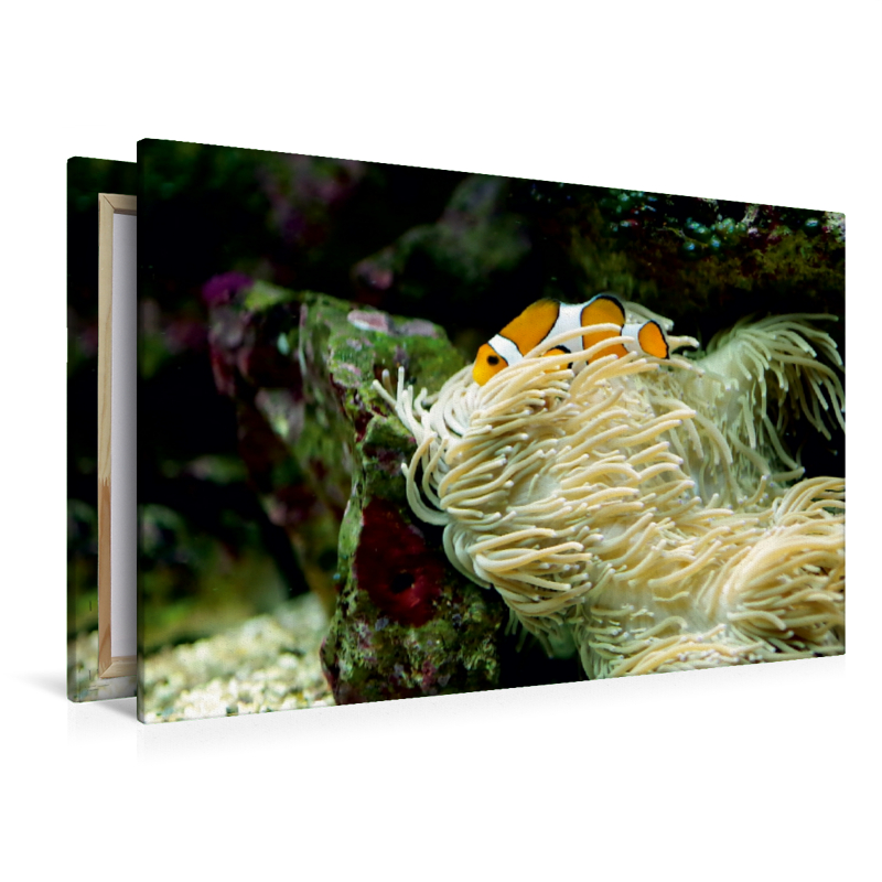 Anemonenfisch, Clownfisch (Amphiprion)