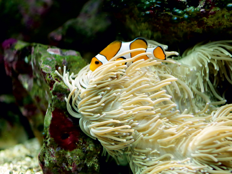 Anemonenfisch, Clownfisch (Amphiprion)