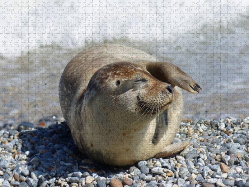 Robben Gruß von der Nordseeküste