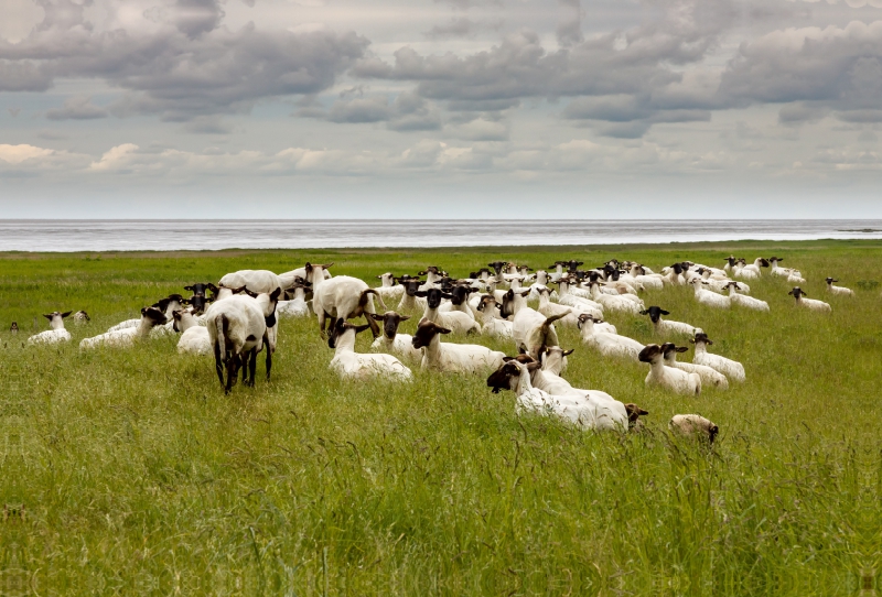 Geschorene Schafe am Deich in Ostfriesland