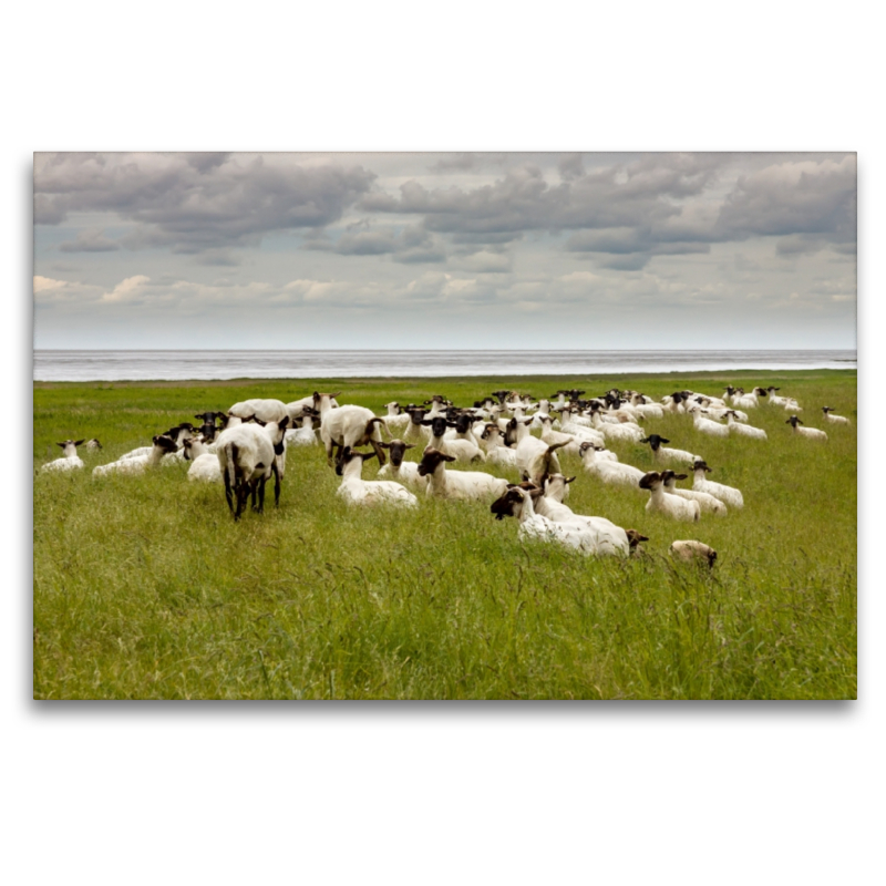 Geschorene Schafe am Deich in Ostfriesland